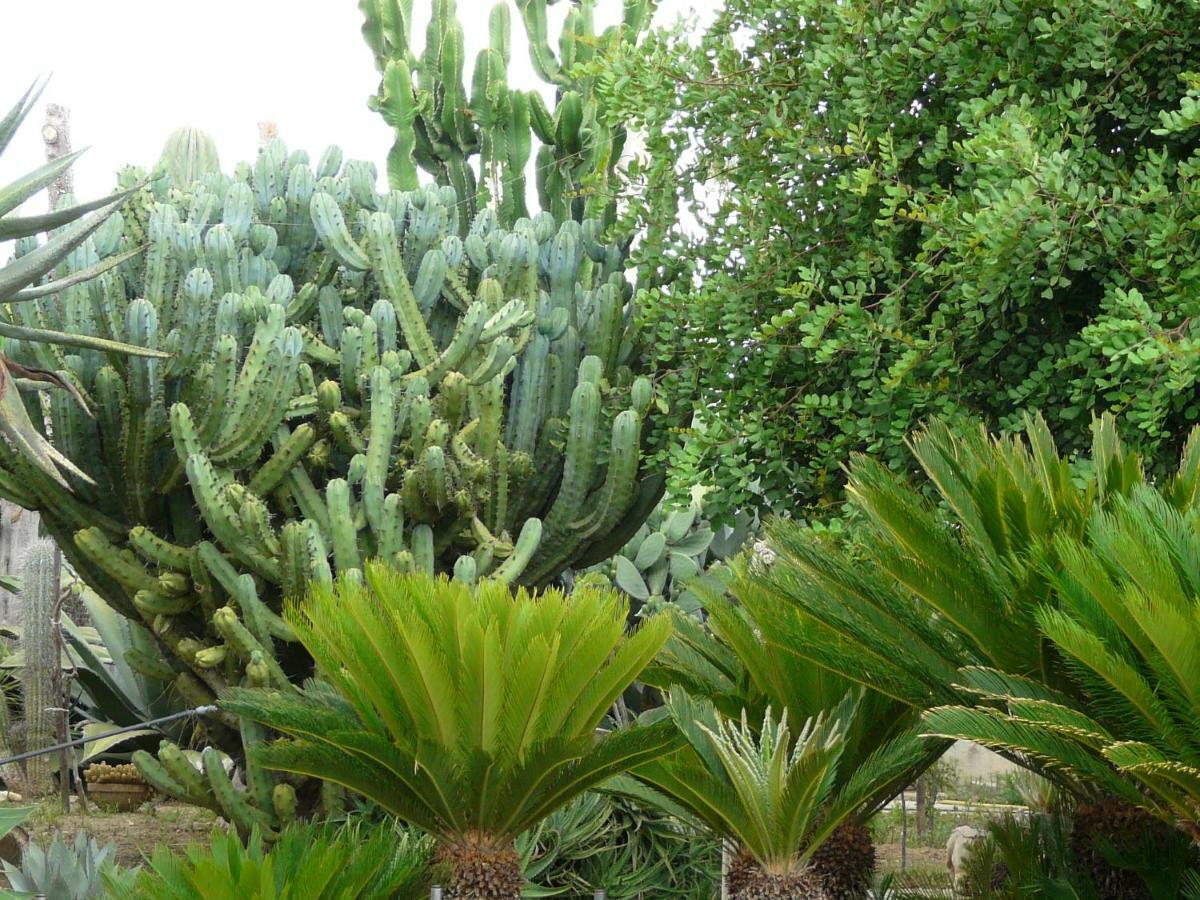Villa Yucca Avola Exterior foto