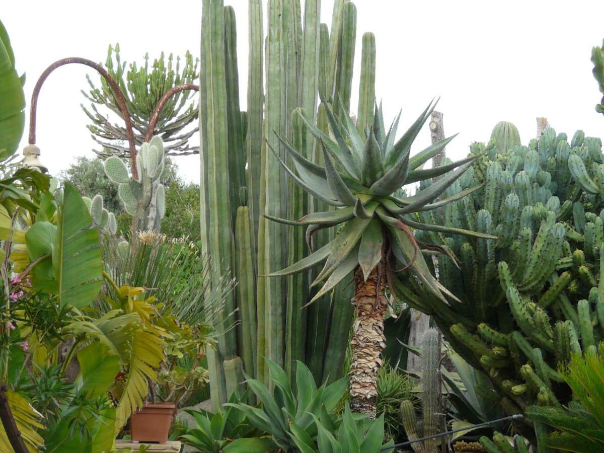 Villa Yucca Avola Exterior foto