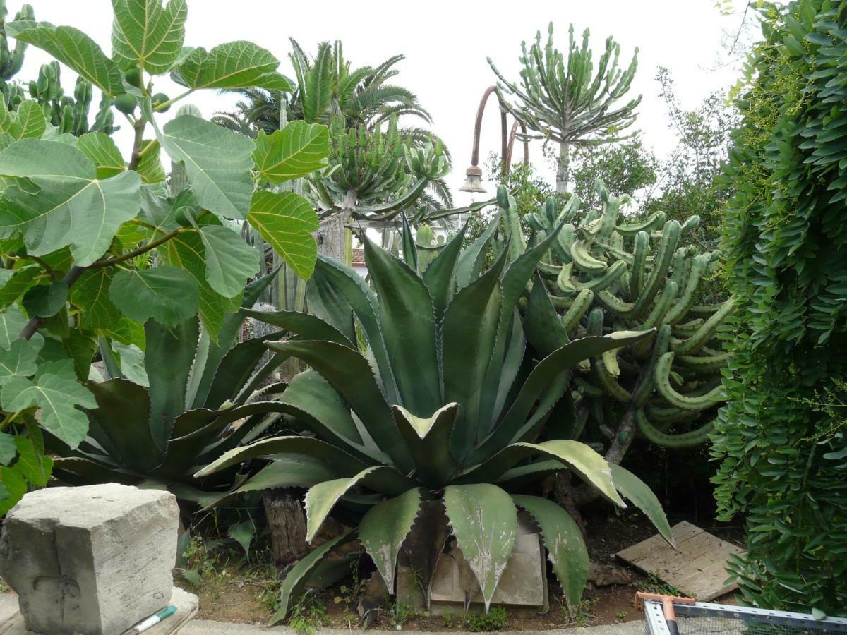 Villa Yucca Avola Exterior foto